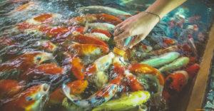 Огромные карпы сосут прямо из детской бутылочки на полуострове Банг Крачао в Бангкоке