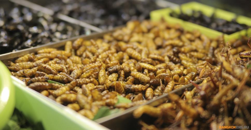 Личинки насекомых в таиланде