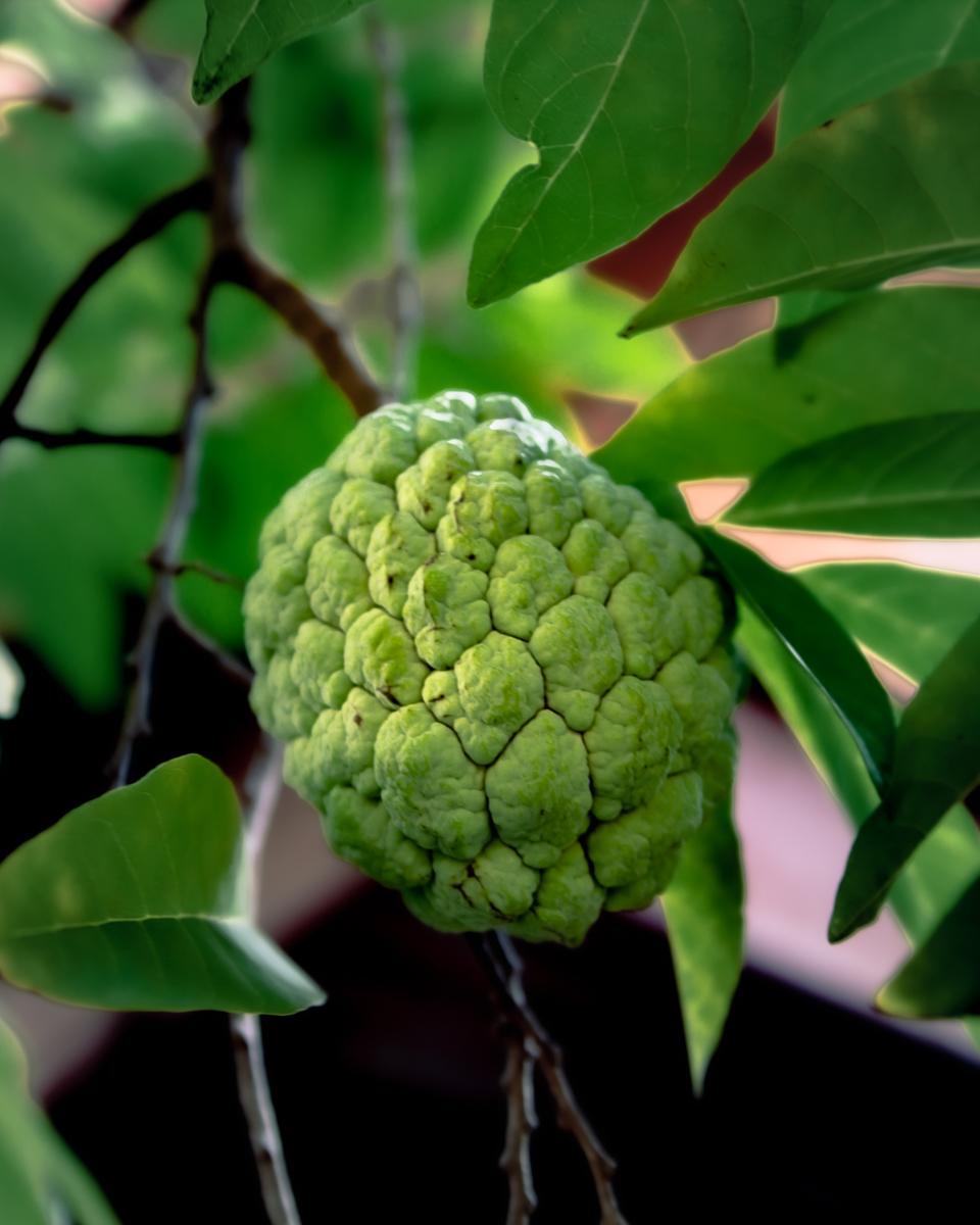 Сахарноя яблоко - Нойна Экскурсии по Таиланду с русским гидом. Экспедиции из Бангкока и Паттайи. Русскоговорящий гид в Бангкоке