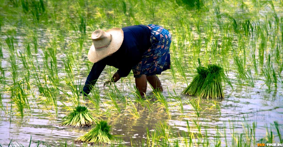 Рисовые поля в Исане. Накхон Ратчасима