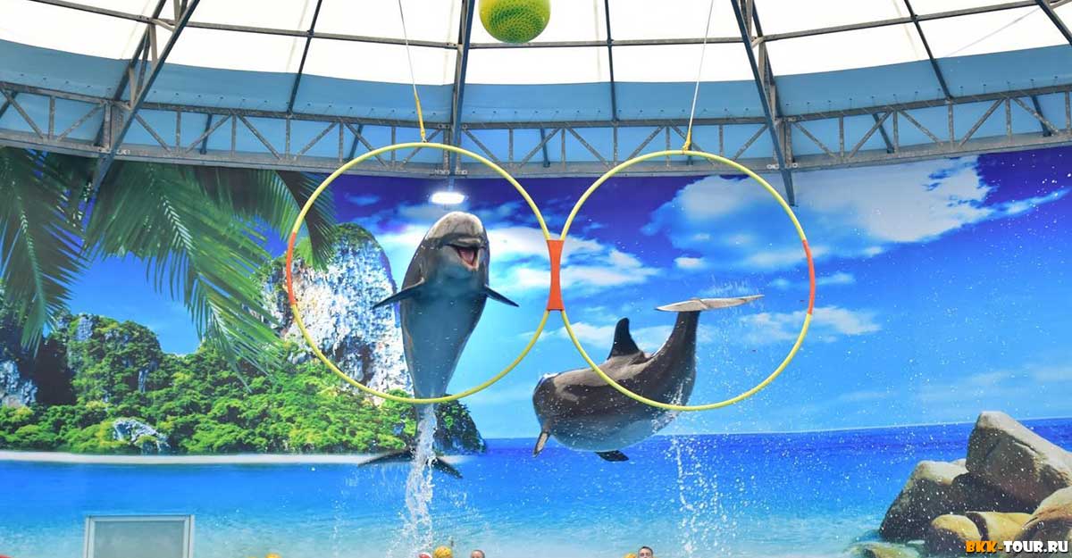 Шоу дельфинов на Пхукете. Билеты онлайн