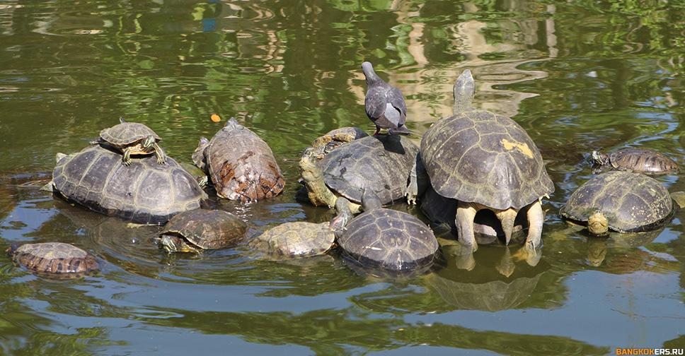 Храм черепах — Ват Прайяравонг