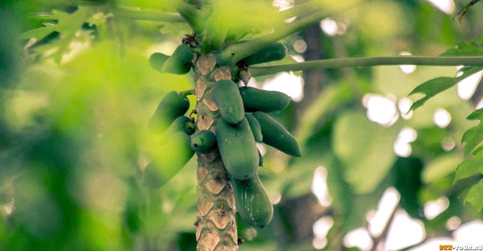 Экскурсии по Таиланду с русским гидом. Экспедиции из Бангкока и Паттайи. Русскоговорящий гид в Бангкоке