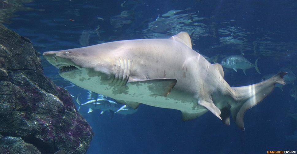 SEA LIFE БАНГКОКСКИЙ ОКЕАНАРИУМ