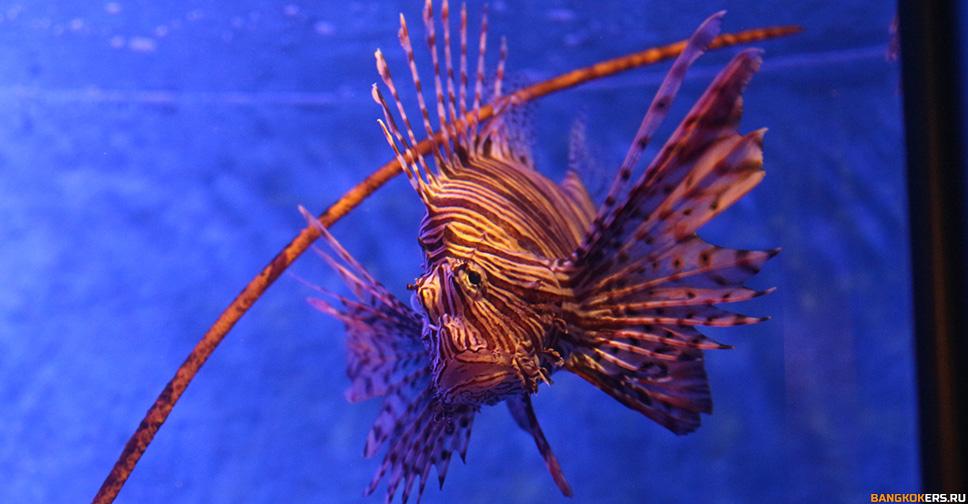 SEA LIFE БАНГКОКСКИЙ ОКЕАНАРИУМ