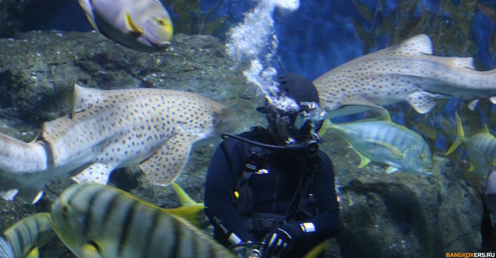 SEA LIFE БАНГКОКСКИЙ ОКЕАНАРИУМ