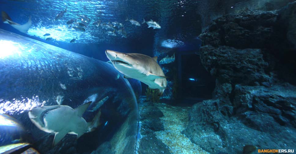 SEA LIFE БАНГКОКСКИЙ ОКЕАНАРИУМ
