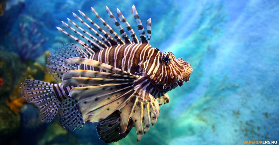 SEA LIFE БАНГКОКСКИЙ ОКЕАНАРИУМ