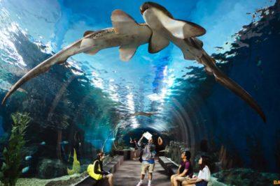 SEA LIFE БАНГКОКСКИЙ ОКЕАНАРИУМ