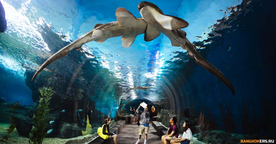 SEA LIFE БАНГКОКСКИЙ ОКЕАНАРИУМ