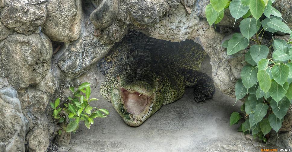 Крокодил в храме Wat Chakrawat в Бангкоке