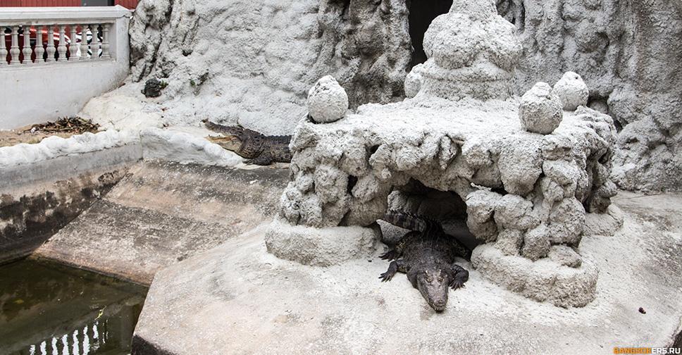 Крокодил в храме Wat Chakrawat в Бангкоке