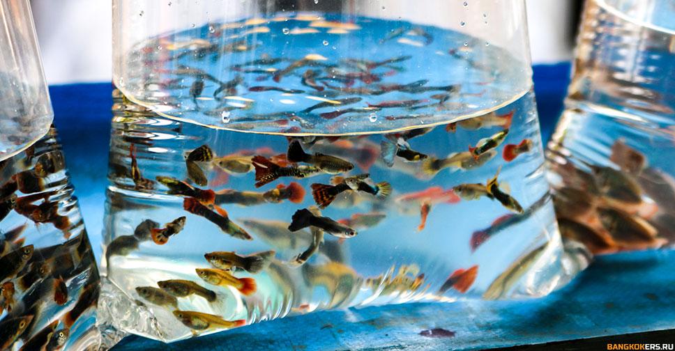 Рыбки в пакетах на рынке выходного дня Чатучак