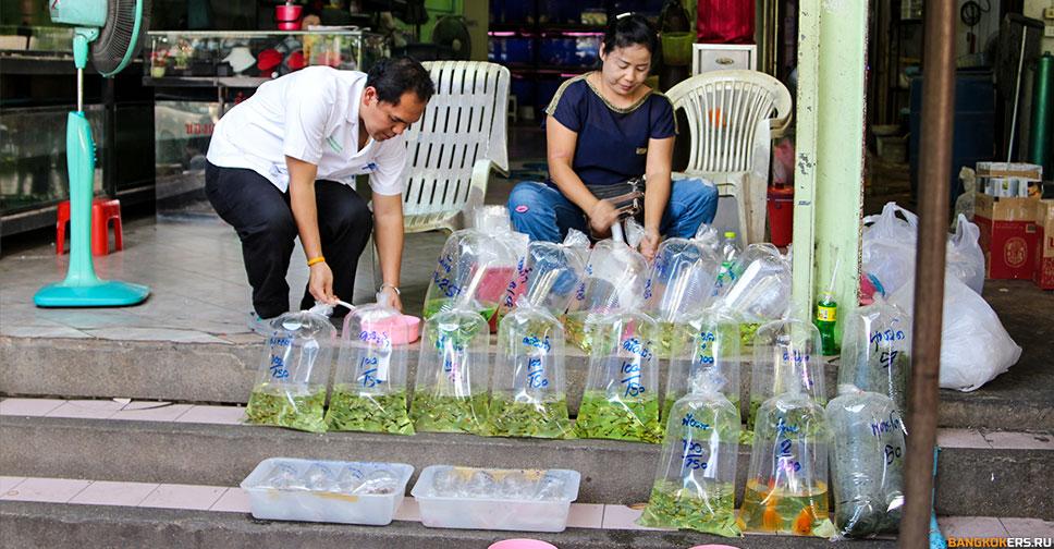Шоппинг на рынке выходного дня Чатучак в Бангкоке. Птичий рынок