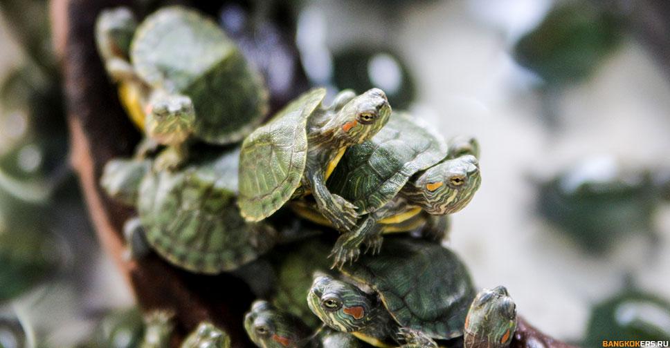 Шоппинг на рынке выходного дня Чатучак в Бангкоке. Птичий рынок
