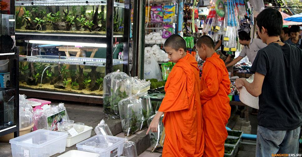 Шоппинг на рынке выходного дня Чатучак в Бангкоке. Птичий рынок