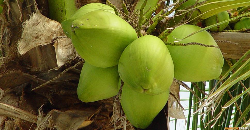 Кокосы - coconuts