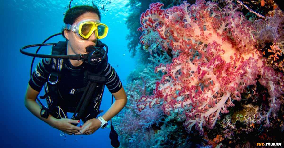 Дайвинг во Вьетнаме традиционно считается самым дешевым.