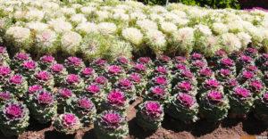 Цветы на площадке у королевских ступ