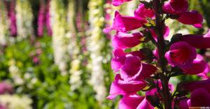 Цветы на площадке у королевских ступ