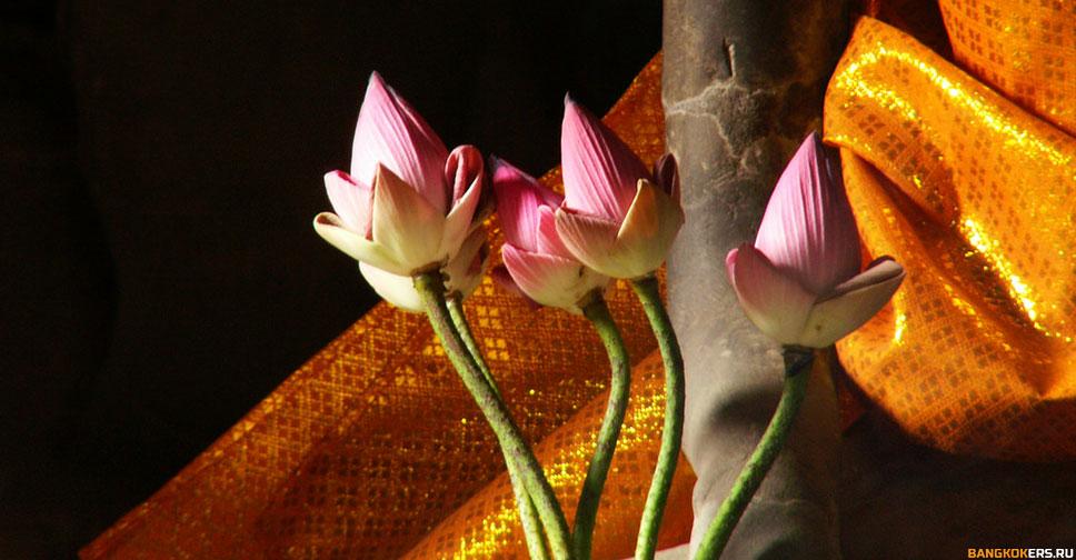 Лотос - род земноводных многолетних травянистых растений (семейство лотосовые)