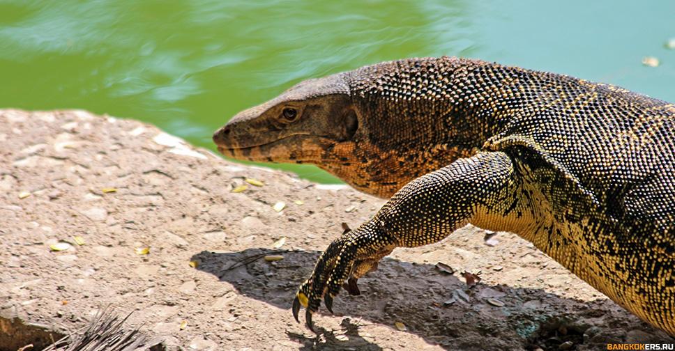 Варан в парке Люмпини (Lumphini Park)