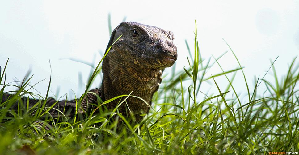 Варан в парке Люмпини (Lumphini Park)