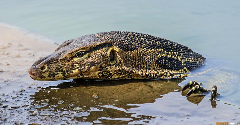 Варан в парке Люмпини (Lumphini Park)