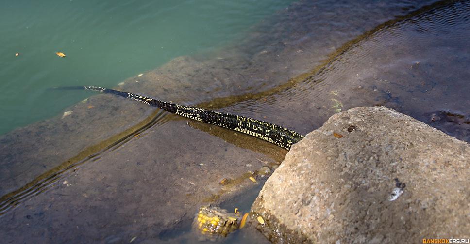 Варан в парке Люмпини (Lumphini Park)