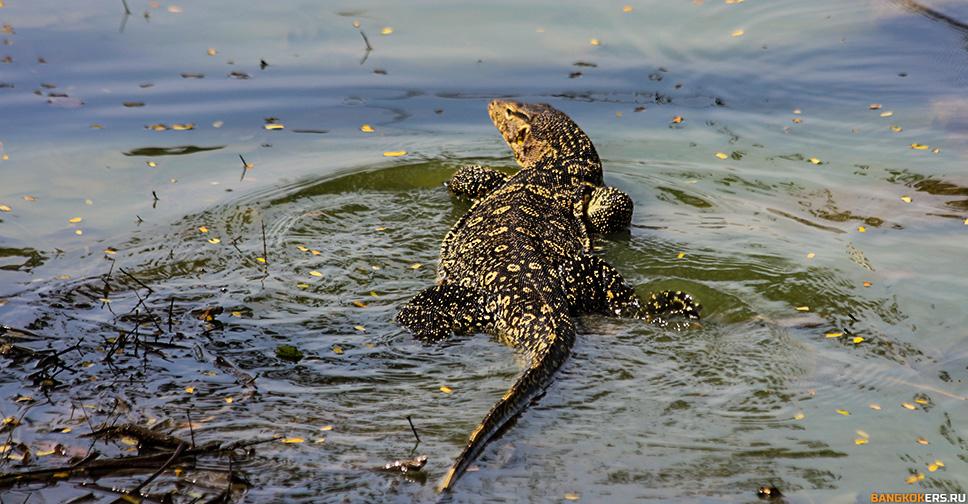 Варан в парке Люмпини (Lumphini Park)