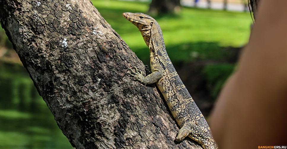 Варан в парке Люмпини (Lumphini Park)