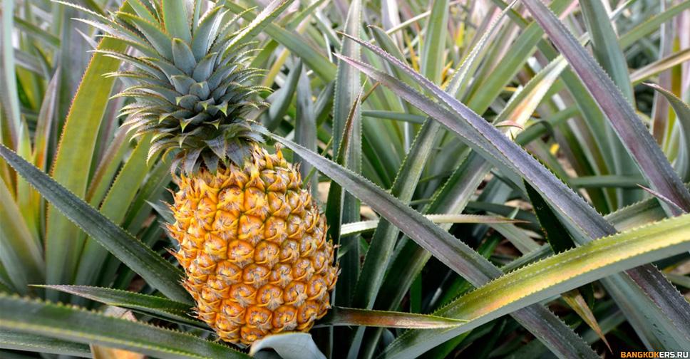 Ананас - pineapple