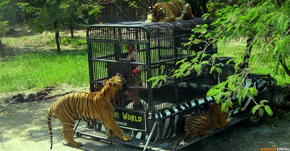 Safary World Safary World