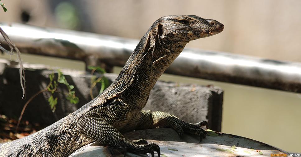 Вараны на каналах старого города